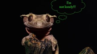 The 10 BIGGEST Misconceptions about Crested Geckos [upl. by Essej776]