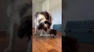 Dog Becomes Mama To A Litter Of Tiny Rescue Kittens  The Dodo [upl. by Annola]