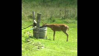 Deer drinking out of water trough [upl. by Manoop]