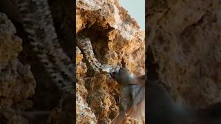 snake attack jeetaswalvlogs birdslover wildanimals youtubeshorts shorts ytshorts [upl. by Hatcher708]