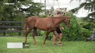 WENTWOOD GRANGE  2024 NZB YEARLING SALE PREVIEW [upl. by Yasui]