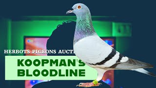 Koopmans Best Racing Pigeon For Sale In Herbots Pigeons Auction [upl. by Milli]