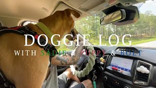 doggie log  healing dog video [upl. by Birch]