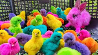 Ayam Lucu ayam warna warni ayam rainbow bebek lucu kelinci lucu ikan koi Hewan Lucu [upl. by Ellerd]