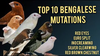 Top 10 Bengalese Finches Mutations  Red Eyes Bengalese  Euro  Society Finch Complete Information [upl. by Oicirtap134]