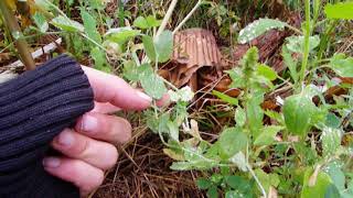 1er potagerforêt en permaculture montagne 1300m [upl. by Anohsal]