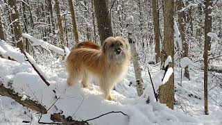 Pyrenean Shepherd at Chaparral Kennels [upl. by Alf]