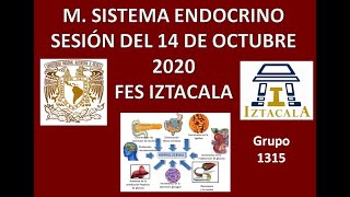 M Sistema Endocrino Sesión del Miércoles 14 de Octubre 2020 [upl. by Braden545]