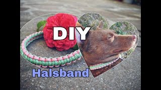 DIY Halsband aus Paracord  Zugstopphalsband  Halsband selbst machen [upl. by Kippy940]