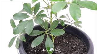 How to Grow and Care Schefflera Plant  Umbrella by Stem Cuttings [upl. by Skelton434]