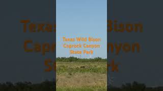 Texas wild Bison Caprock Canyon State Park texas buffalo caprockcanyon wildwest [upl. by Kostival928]