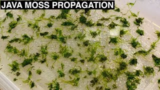 How to Propagate Java Moss  Improved Experiment Setup [upl. by Alyar]