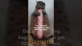 Baguette cat Day 8 [upl. by Ancelin]