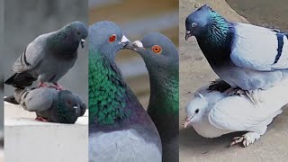 pigeon birds matinglife is nothing without mating [upl. by Sonahpets]