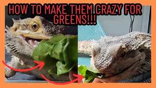 HOW TO FEED BEARDED DRAGON GREENS AND GET THEM EXCITED [upl. by Moersch468]