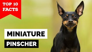 Miniature Pinscher  Top 10 Facts [upl. by Aicemaj]