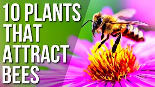 10 Plants To Attract Bees  Plants That Attract Bees To Your Gardens [upl. by Olrak]