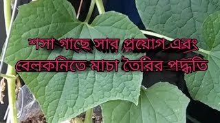 শসা গাছে কি কি সার দিতে হয় এবং ব্যালকনিতে কিভাবে মাচা তৈরি করবেন। জেনে নিবেন আজকের ভিডিও থেকে। [upl. by Nattie]