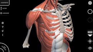 Human Anatomy App  Muscular System  Tutorial 2016 [upl. by Salsbury]