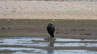 Crow at Muirhead springs 1 [upl. by Bonnell]