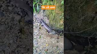 fising video fishingshorts fishingvideo [upl. by Ymrej]