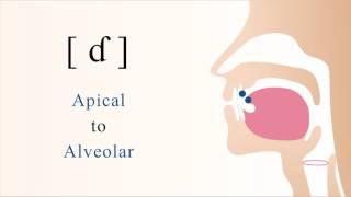 ɗ  voiced unaspirated apical alveolar implosive stop [upl. by Chicoine]