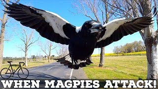 When Magpies Attack SIX TIPS to Avoid Swooping Magpies [upl. by Sybyl]