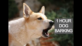 Dog barking 1 hour dog barking voice dog barking sounds [upl. by Schurman]