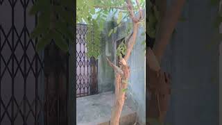 Kutajकुटज plant Dravyaguna bams ytshorts ytshortsindia ayurveda plantsnature bamstricksgk [upl. by Halland931]