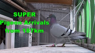 SUPER PIGEON ARRIVALS FROM 187KM [upl. by Azilem80]