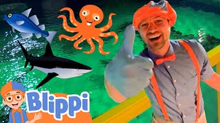 Blippi Explores a FUN Aquarium  Learning Sea Animals For Children  Educational Videos for Kids [upl. by Yenffad]