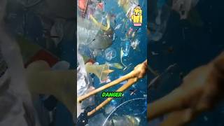 Penny Pencils Brain Boost ep25 The Great Pacific Garbage Patch ocean facts education learning [upl. by Cutty]