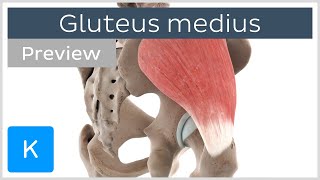 Functions of the gluteus medius muscle preview  3D Human Anatomy  Kenhub [upl. by Naga893]