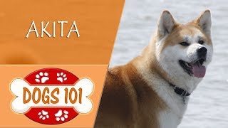 Dogs 101  AKITA  Top Dog Facts About the AKITA [upl. by Isbel]