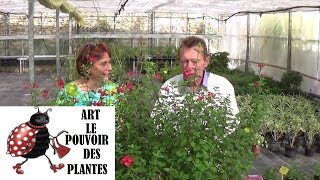 chaine tv de Jardinage sauge microphylla Comment faire une Bouture Plante vivace [upl. by Lahcim]