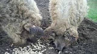 Curly Coated Mangalitza Pigs at the Pink Pig Farm [upl. by Noirod]