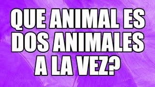 Acertijos con Respuesta en Español para niños ¿Por qué al gatos no le gusta el Reggaeton [upl. by Inotna]