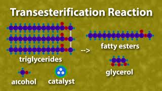 Chemistry of Biodiesel [upl. by Elnore753]