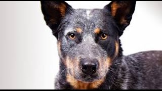 Australian Cattle Dog [upl. by Lzeil]