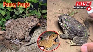 🐸Boing boing catching froggy funny  wep wep catch frogs make you laugh fannyvideo frog shorts 12 [upl. by Susejedesoj659]