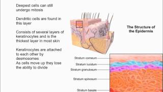 Layers of the Epidermis [upl. by Oizirbaf]