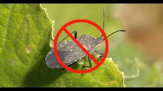 What Can I Do About Squash Bugs [upl. by Nit]