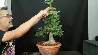 🔴COMO podar UN BONSAI 👉siempre VERDE  MUY FACIL DE HACER [upl. by Clemence]