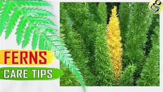 House Ferns Care Tips  Christmas Fern Boston Fern Foxtail Fern Asparagus Fern Care Garden Tips [upl. by Marlyn]