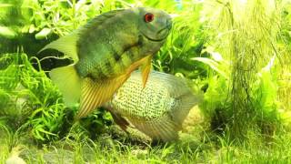 Phenomenal spotted severum courtship in front of aquarium glass [upl. by Hailahk]