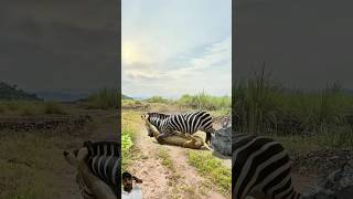 zebra vs tiger 🐯shorts zebra animals wildlifebattle cat zebrasound wildlifefight tiger dog [upl. by Packton]