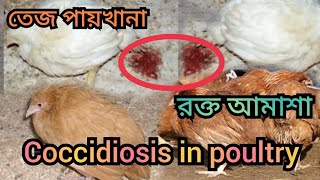 how to control coccidiosis in poultry  Coccidiosis in poultry  মুরগির রক্ত আমাশা [upl. by Uranie655]