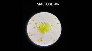 Osazone test  microscopic view of fructosemaltose amp lactose biochemistry [upl. by Reggis919]