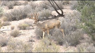 Epic Mule Deer Hunt 218quot Nevada Mule Deer Part 1 [upl. by Anivas]