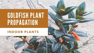 Goldfish Plant Propagation  Indoor plants [upl. by Gnilrac]